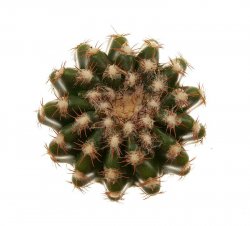 DISCOCACTUS HU 390 X HU 193 X HORSTII, ILLUSTRATIVE  PHOTO