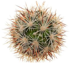 CORYPHANTHA alversonii, illustrative photo