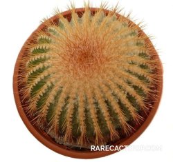 UEBELMANNIA pectinifera aff. f. nova RNK 96, illustrative photo