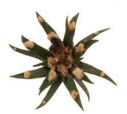 ARIOCARPUS agavoides, illustrative photo