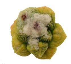ARIOCARPUS fissuratus f. gracilis variegata, Terlingua, Tx., USA, illustrative photo