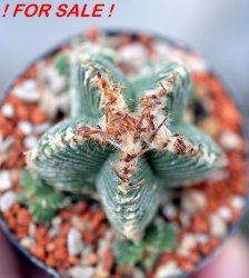 AZTEKIUM valdezii GCG 10893, clone F, own roots, 5,5 cm pot, rooted offset  