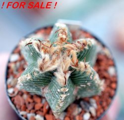 AZTEKIUM valdezii GCG 10893, clone B, own roots, 5,5 cm pot, rooted offset  