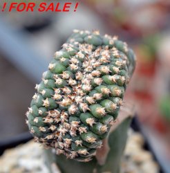 GYMNOCALYCIUM spegazzinii var. unguispinum SL 44b f. cristate, grafted SEEDLING