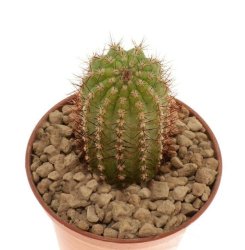 CIPOCEREUS minensis, illustrative photo