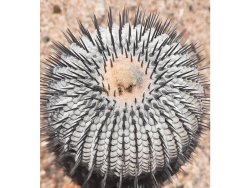 COPIAPOA columna - alba GCG, copyright Gerardo Snicer