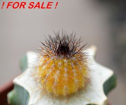 UEBELMANNIA pectinifera var. inhaiensis n.n. RNK 11 f. Aurea, Boa Vista, Inhaí