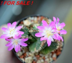 AZTEKIUM valdezii GCG 10893, clone D, own roots, 5,5 cm pot, rooted offset