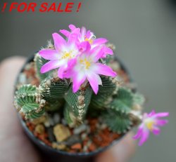 AZTEKIUM valdezii GCG 10893, clone D, own roots, 5,5 cm pot, rooted offset
