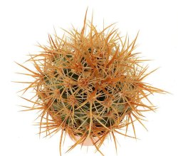 ECHINOCEREUS lindsayi f. yellow spines, illustrative photo