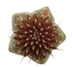 UEBELMANNIA meninensis f. rubra, illustrative photo
