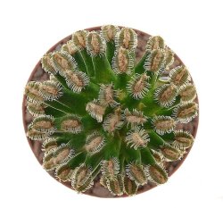 MAMMILLARIA bertholdii, illustrative photo