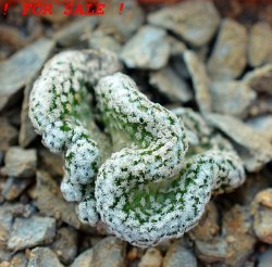 ENCEPHALOCARPUS strobiliformis f. cristate, 5 cm pot, SEEDLING !!!