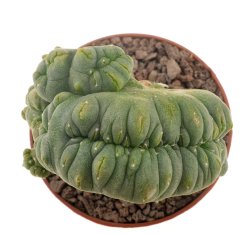 LOPHOPHORA alberto-vojtechii f. cristata, illustrative photo