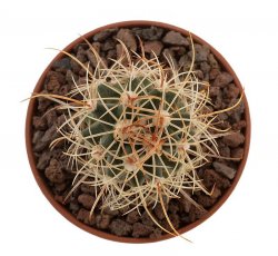 UTAHIA sileri VZD 319, 1,9 cm, Fredonia, Mohave Co., Az., SEEDLING