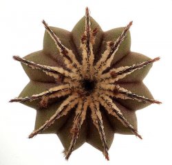 UEBELMANNIA pectinifera