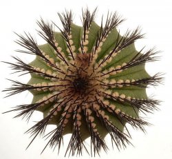 UEBELMANNIA pectinifera var. inhaiensis