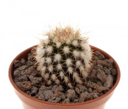 UEBELMANNIA pectinifera var. horrida f. nova RNK 30, illustrative photo
