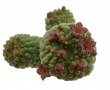 TRICHOCAULON similis, pot 5 cm, rooted offset