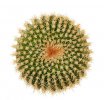 UEBELMANNIA GUMMIFERA F. TALL PLANTS RNK 102/14, 2,6 CM, TROMBA D´ANTA, SEEDLING