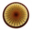 UEBELMANNIA PECTINIFERA VAR. ERIOCACTOIDES RNK 99, 3,3 CM, SEEDLING