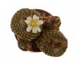BLOSSFELDIA PEDICELLATA VAR. TOMINENSE KK1525, 1,8 CM, SEEDLING