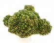 TRICHOCAULON MARLOTHII F. VARIEGATE, 5,5 x 3,4 CM, ROOTED OFFSET