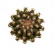 DISCOCACTUS HU 390 X HU 193 X HORSTII, 4,8 CM, SEEDLING