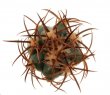 ECHINOCACTUS horizonthalonius var. nicholii, 4 cm, Vekol Mts., Pinal Co., USA, SEEDLING