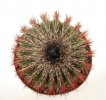 UEBELMANNIA pectinifera aff. f. nova RNK 98, clone 15, rooted offset