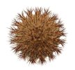 UEBELMANNIA pectinifera aff. flavispina x inhaiensis n. prov., RNK 46, Chapada, 4 seeds