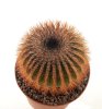 UEBELMANNIA pectinifera aff. var. crebrispina f. nova RNK 95, grafted, O Parque National das Sempre
