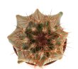 FEROCACTUS lindsayi GM 1310, El Jaraguay, BC, seedling