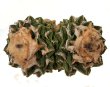 ARIOCARPUS fissuratus var. hintonii, VM 284, El Herrero, 10 seeds