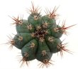 CIPOCEREUS bradei, grows with U. horrida RNK 30, Serra do Espinhaco, 20 seeds