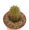 CIPOCEREUS bradei, grows with U. horrida RNK 30, Serra do Espinhaco, 100 seeds