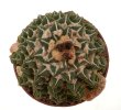 ARIOCARPUS kotschoubeyanus var. elephantides, 10 seeds