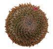 MAMMILLARIA crucigera, 10 seeds