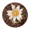 TURBINICARPUS heliae GCG 10915, S of Actopan, Hgo., 4 seeds
