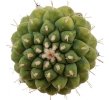 STROMBOCACTUS disciformis ssp. esperanzae x TURBINICARPUS alonsoii, 15 seeds