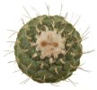 STROMBOCACTUS disciformis, 100 seeds