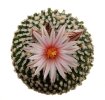 PELECYPHORA pseudopectinata, 7 seeds