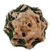 ARIOCARPUS fissuratus, 10 seeds