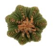 AZTEKIUM ritteri f. rotundum GCG 10005, El Barreal, 100 seeds