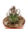 TURBINICARPUS schmiedickeanus RS 748, 15 seeds