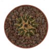 ARIOCARPUS kotschoubeyanus RS 273, Huizache., SLP., 10 seeds