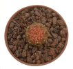 GYMNOCALYCIUM ragonesei f. roseiflorum, 10 seeds