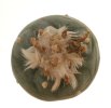 LOPHOPHORA diffusa ssp.kubesae (polycephala) JJH 0010892, 7 seeds