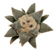 ARIOCARPUS retusus SB 68, Coronel, SLP., 10 seeds