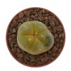 LOPHOPHORA williamsii var. grimii f. variegata